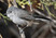 Black-capped Gnatcatcher