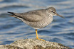 Wandering Tattler