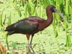 Glossy Ibis