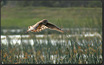 Northern Harrier