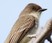 Eastern Phoebe