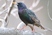 European Starling