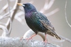 European Starling