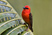Red Fody