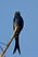 Black Drongo
