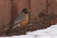 Not easy finding worms under snow.  April 2009 Detroit.