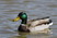 Male Mallard on pond near Detroit. 041209