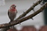 A rain-soaked House Finch stopped by for some Nyjer seed for dinner this evening. I rarely see this bird. 41409