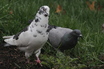 Unusual coloring on this Rock Dove (Pigeon). 41409