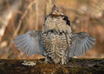 Ruffed Grouse
