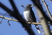 Too many branches spoil a nice photo of a Junco. 041609
