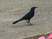Common Grackle