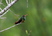 Buff-bellied Hummingbird