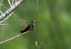 Buff-bellied Hummingbird