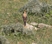 Black-eared Wheatear