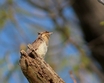 Eurasian Wryneck