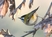 Firecrest