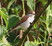 Red-backed Shrike