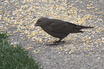 Brown-headed Cowbird, female. 041909 Detroit