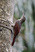 Black-striped Woodcreeper