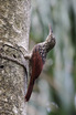 Black-striped Woodcreeper