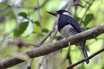 Black-breasted Puffbird