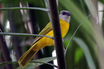 Gray-headed Tanager
