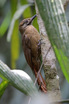 Plain-brown Woodcreeper