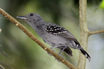 Western Slaty-Antshrike