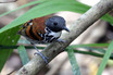 Spotted Antbird