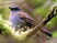Black-billed Nightingale-Thrush