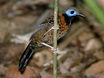 Ocellated Antbird