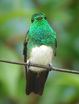 Snowy-bellied Hummingbird