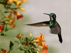 White-throated Mountain-gem