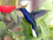 Violet Sabrewing
