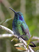 Green Violet-ear