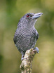 Fasciated Antshrike