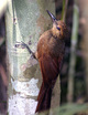 Northern Barred-Woodcreeper