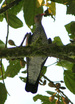 Scaled Pigeon