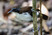Bicolored Antbird