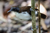 Bicolored Antbird