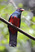 Slaty-tailed Trogon
