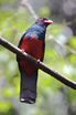 Slaty-tailed Trogon
