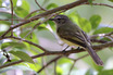 Yellow-margined Flycatcher