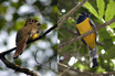 Black-throated Trogon