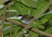 Chestnut-capped Brush-Finch