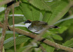 Chestnut-capped Brush-Finch