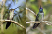 Magnificent Hummingbird