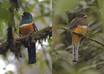 Orange-bellied Trogon