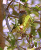Rufous-browed Peppershrike